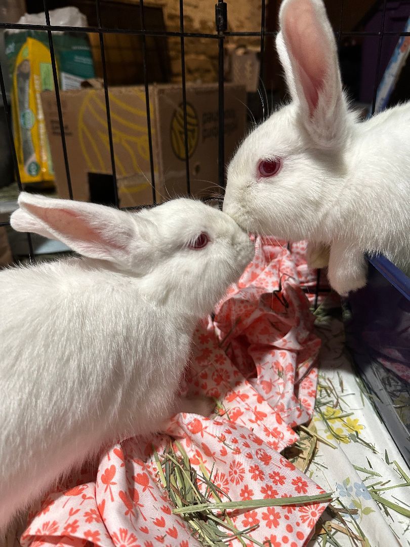 Banjo & Tomato