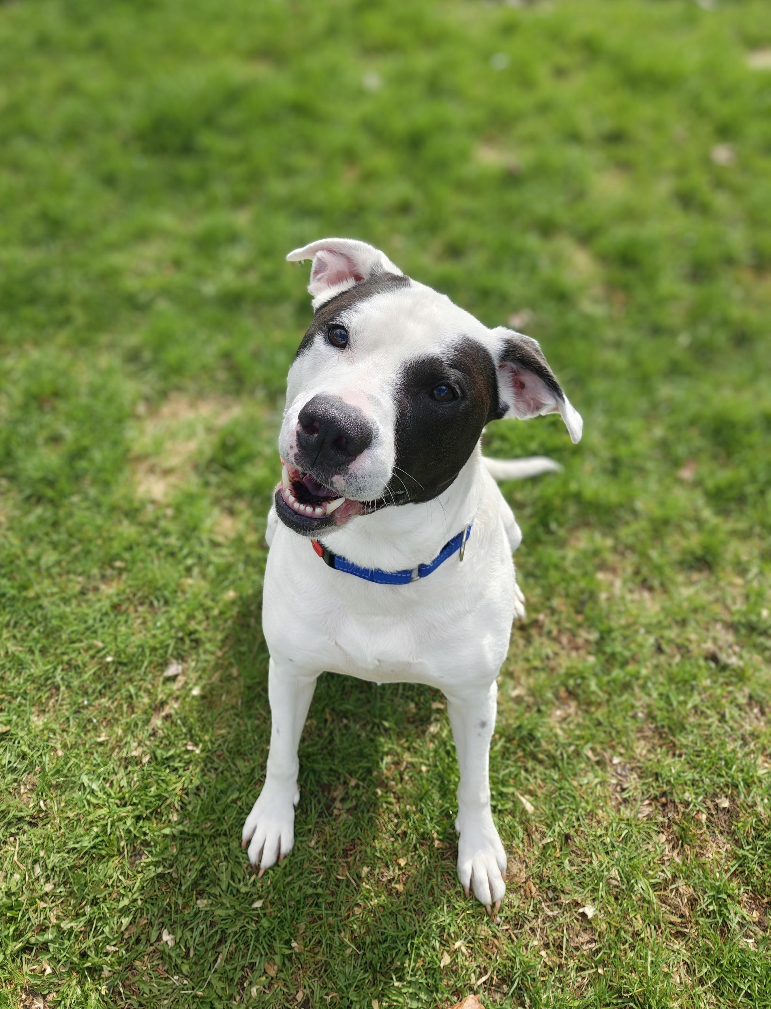 Spade, Adoptable, Adult Male Pit Bull Terrier.