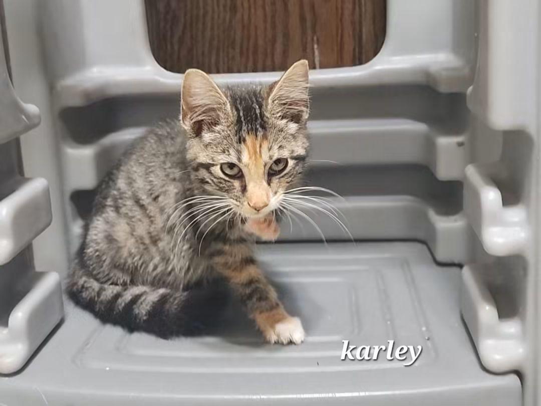 Karley, ADOPTABLE, Kitten Female Domestic Short Hair.