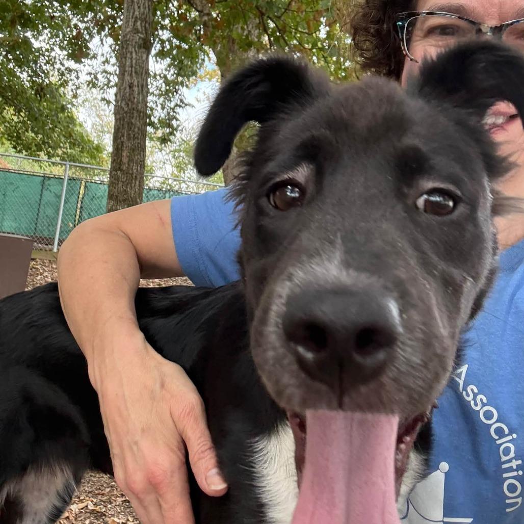 Gemini, Adopted, Puppy Female Border Collie & Mixed Breed.
