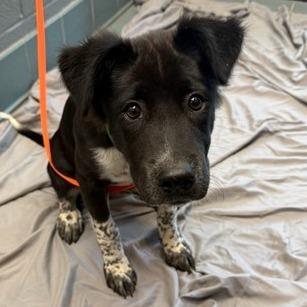 Enlarge Gemini, a Adopted mixed breed in Nashville, TN image 2/3