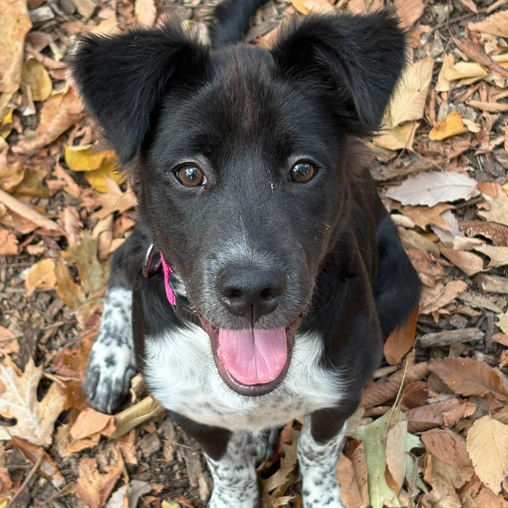 Enlarge Gemini, a Adopted mixed breed in Nashville, TN image 3/3