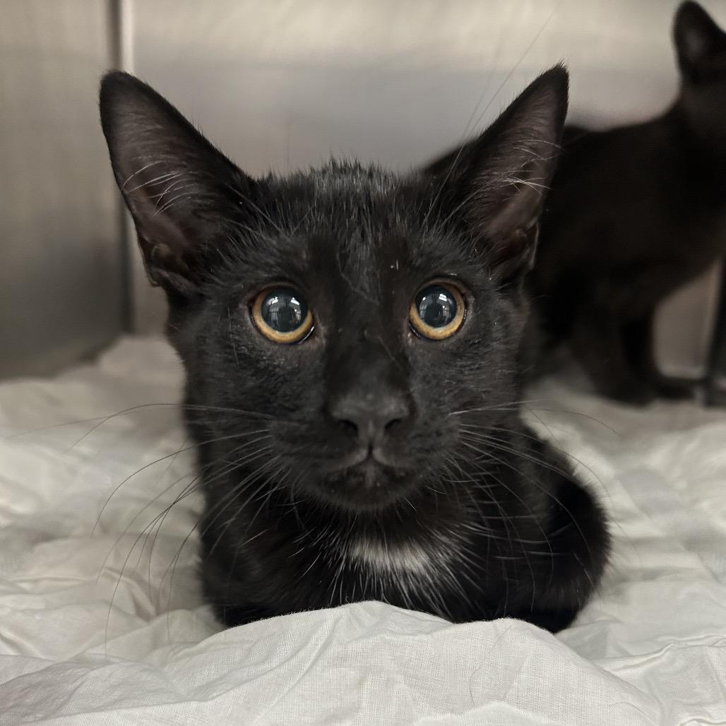 Enlarge Magic, a Adoptable Cornish Rex in Newark, NJ image 1/1