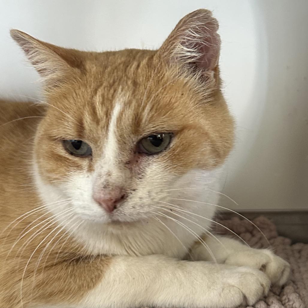 Enlarge Morris, a Adoptable Domestic Short Hair in Park City, UT image 1/1