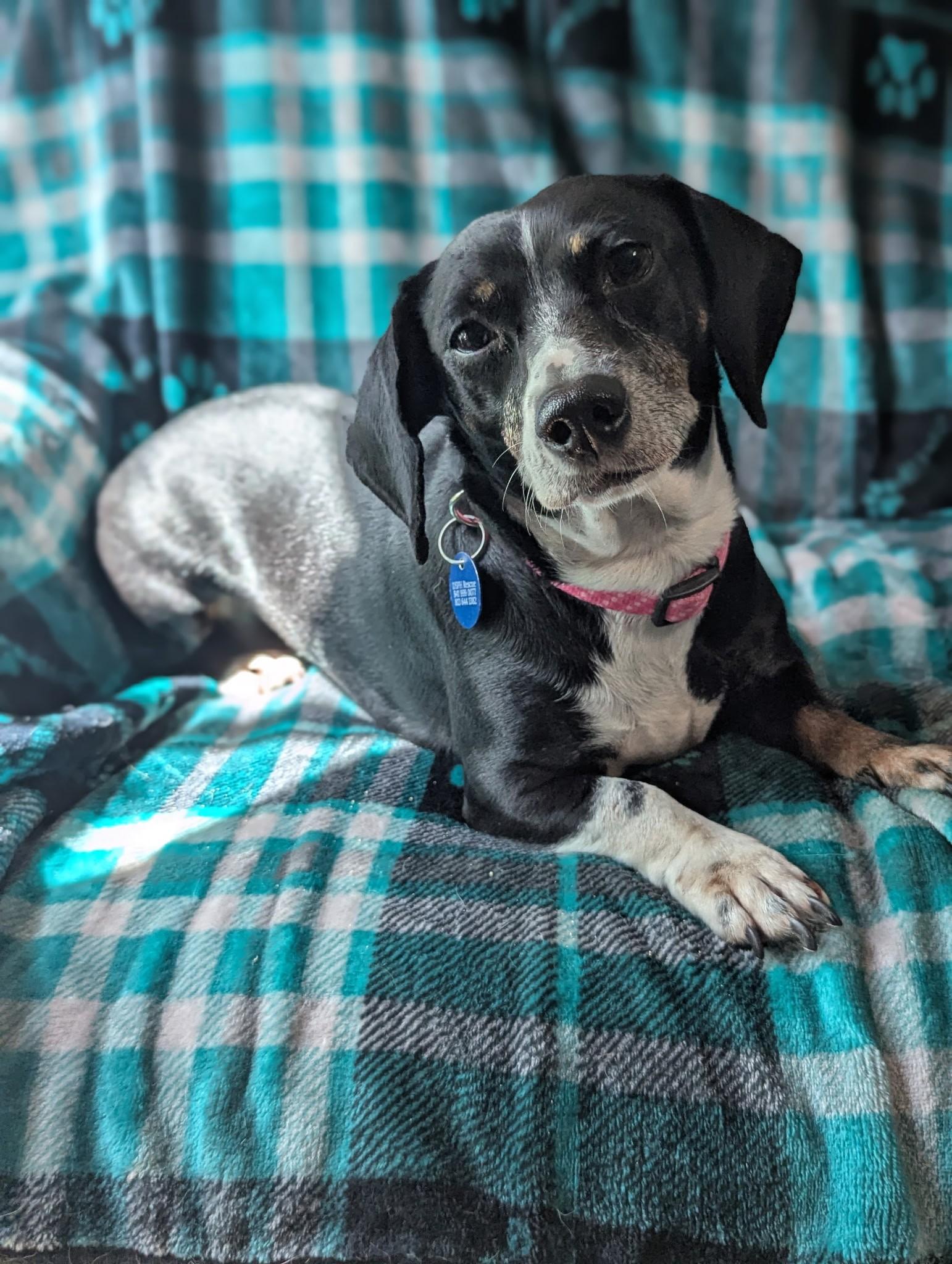 Suga, Young Female Chiweenie