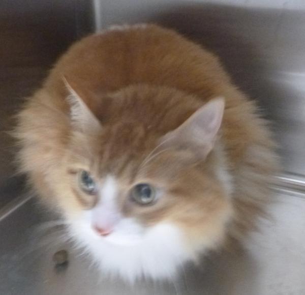 Pebbles, Adoptable, Senior Female Domestic Medium Hair.
