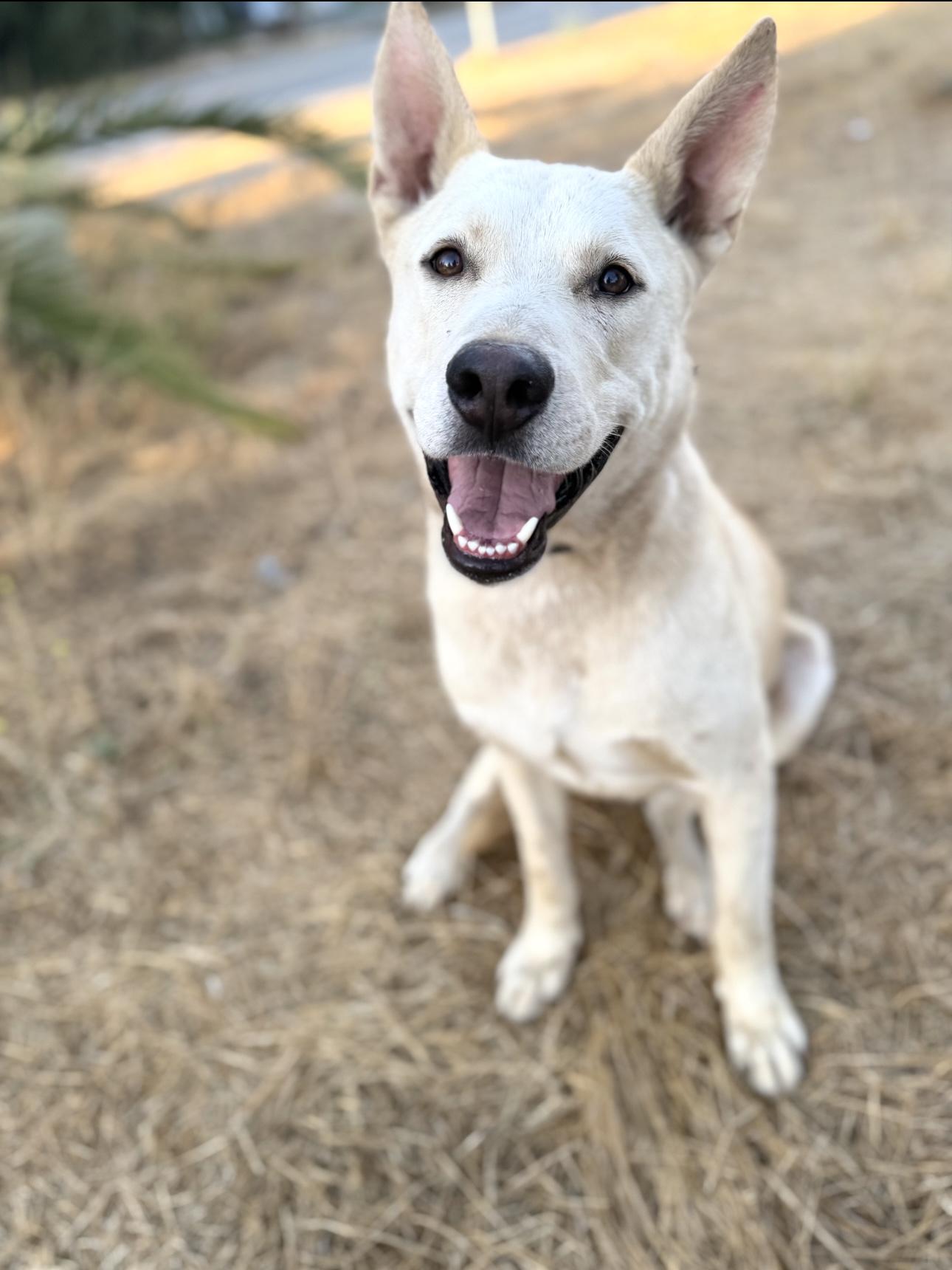 SKYLER, a Adoptable White German Shepherd in Portland , OR image 1/6