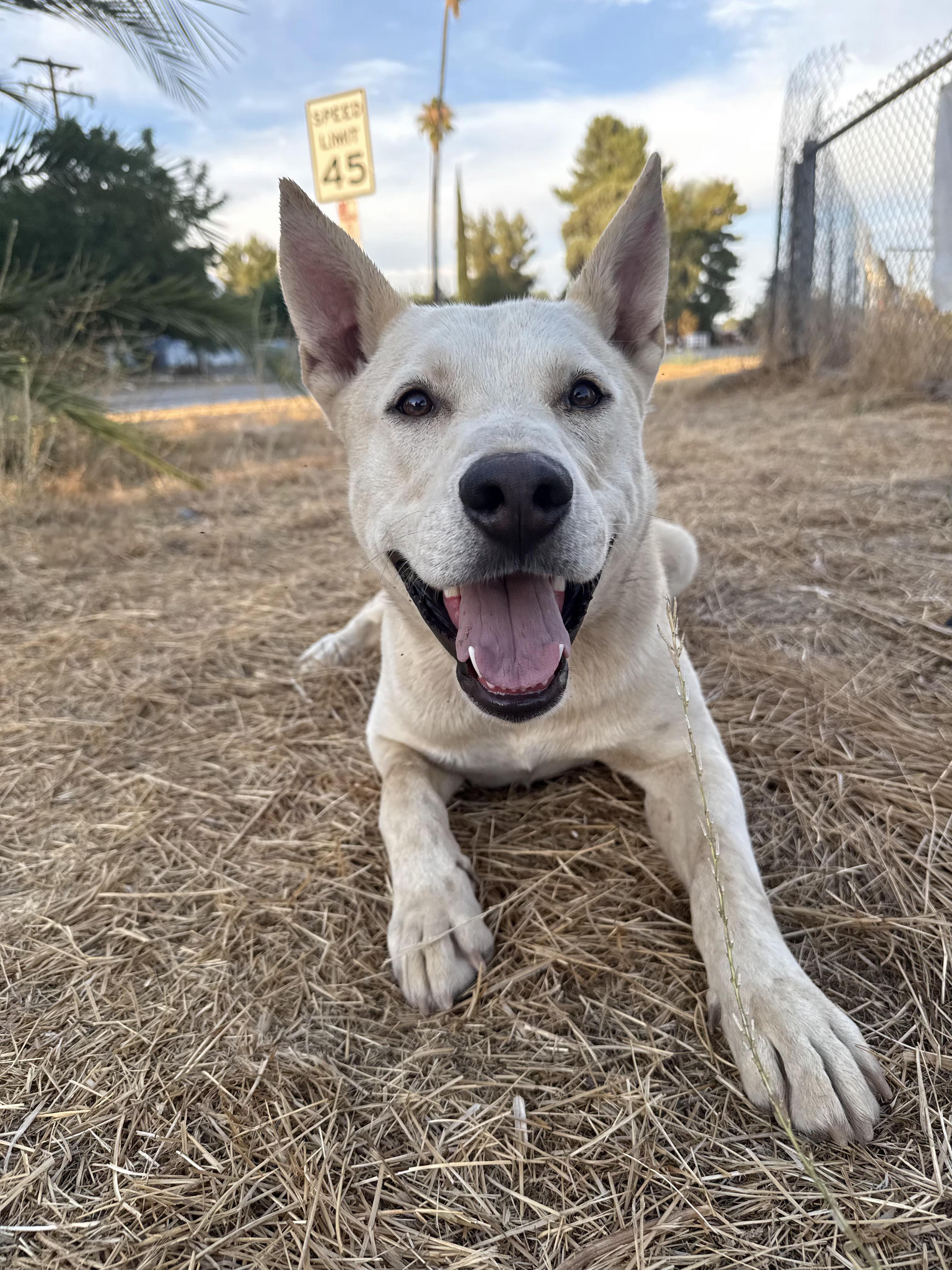 SKYLER, a Adoptable White German Shepherd in Portland , OR image 4/6