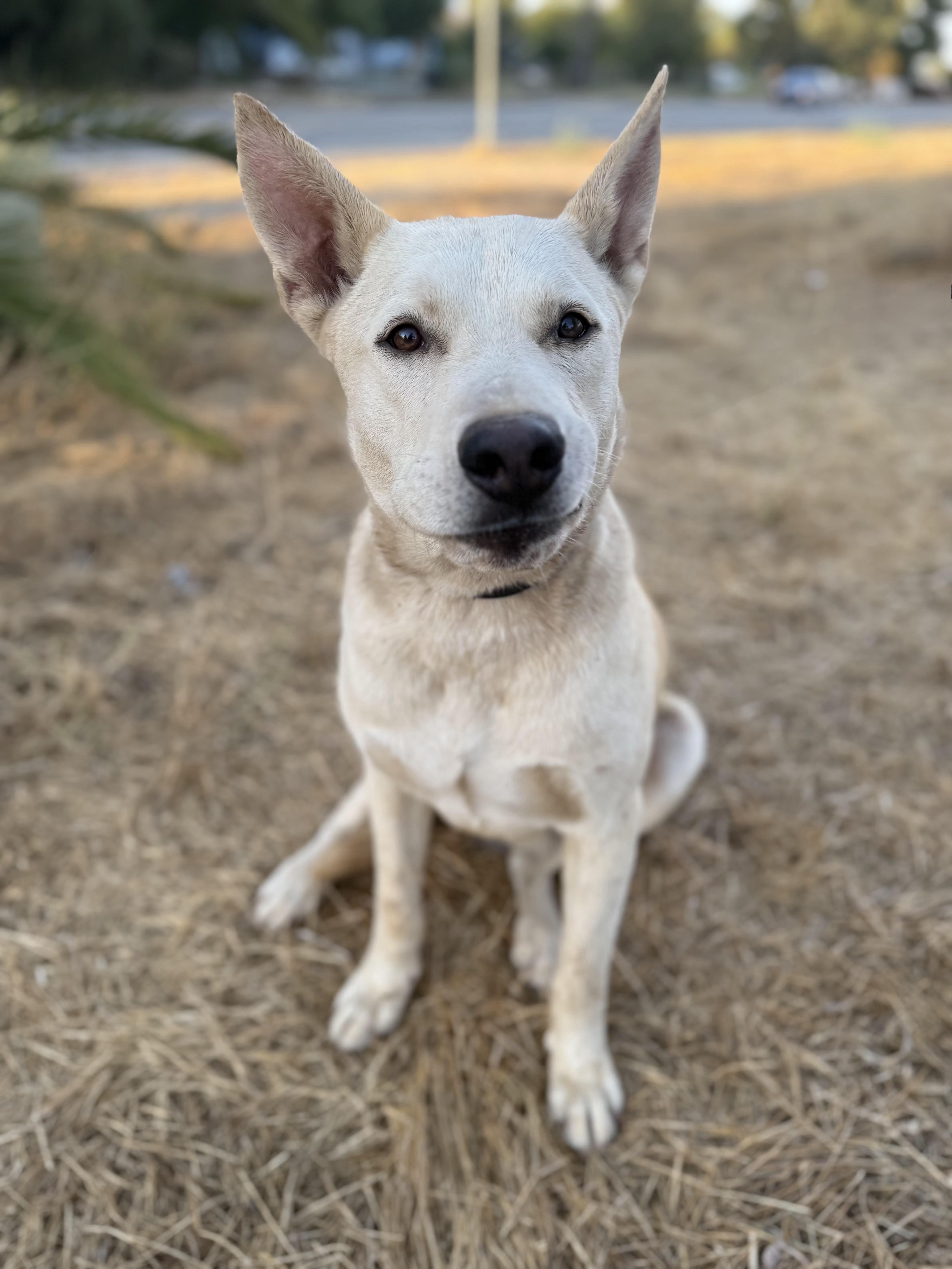 SKYLER, a Adoptable White German Shepherd in Portland , OR image 5/6