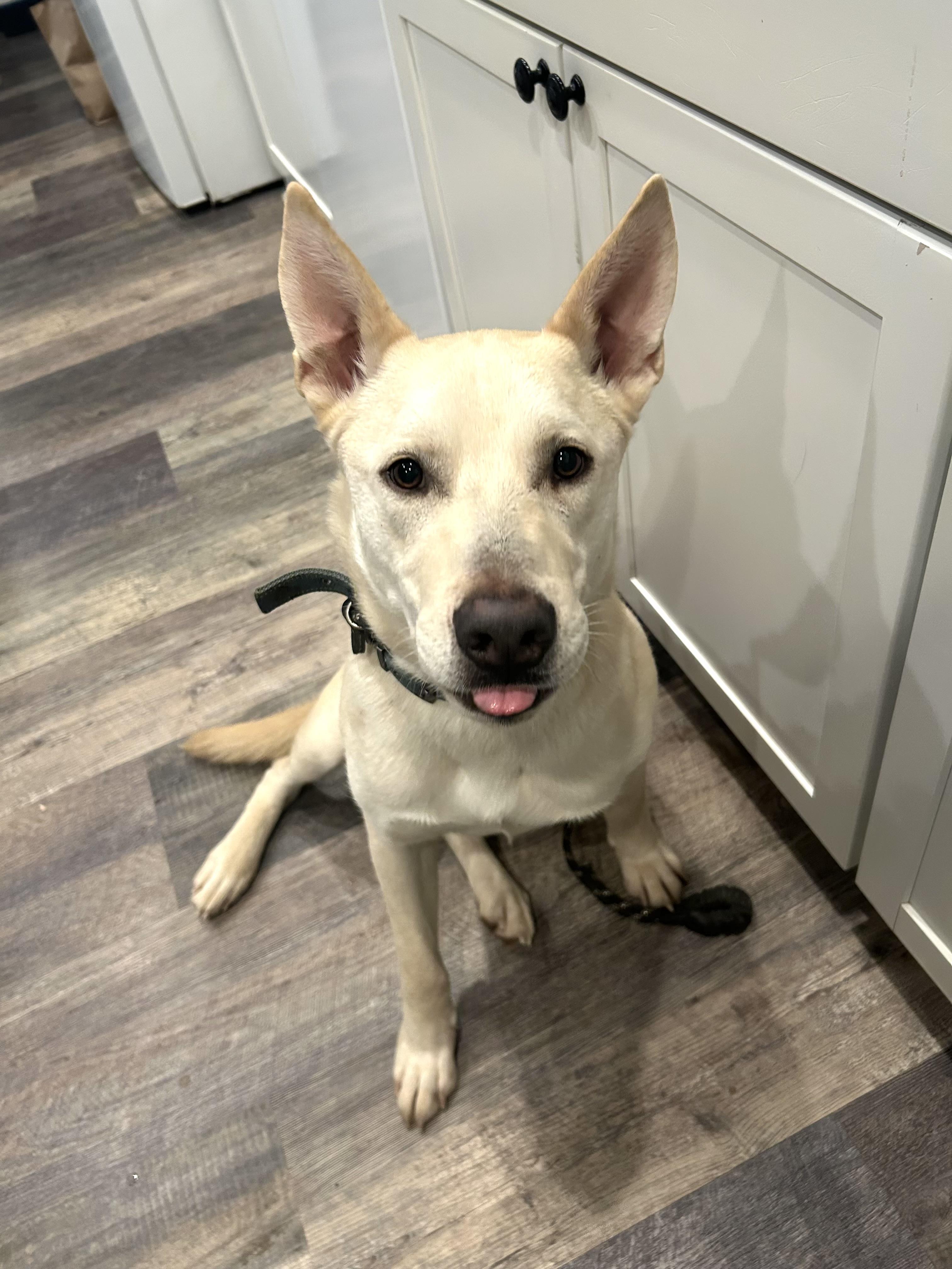 Enlarge SKYLER, an adoptable White German Shepherd in Graham , WA image 2/6
