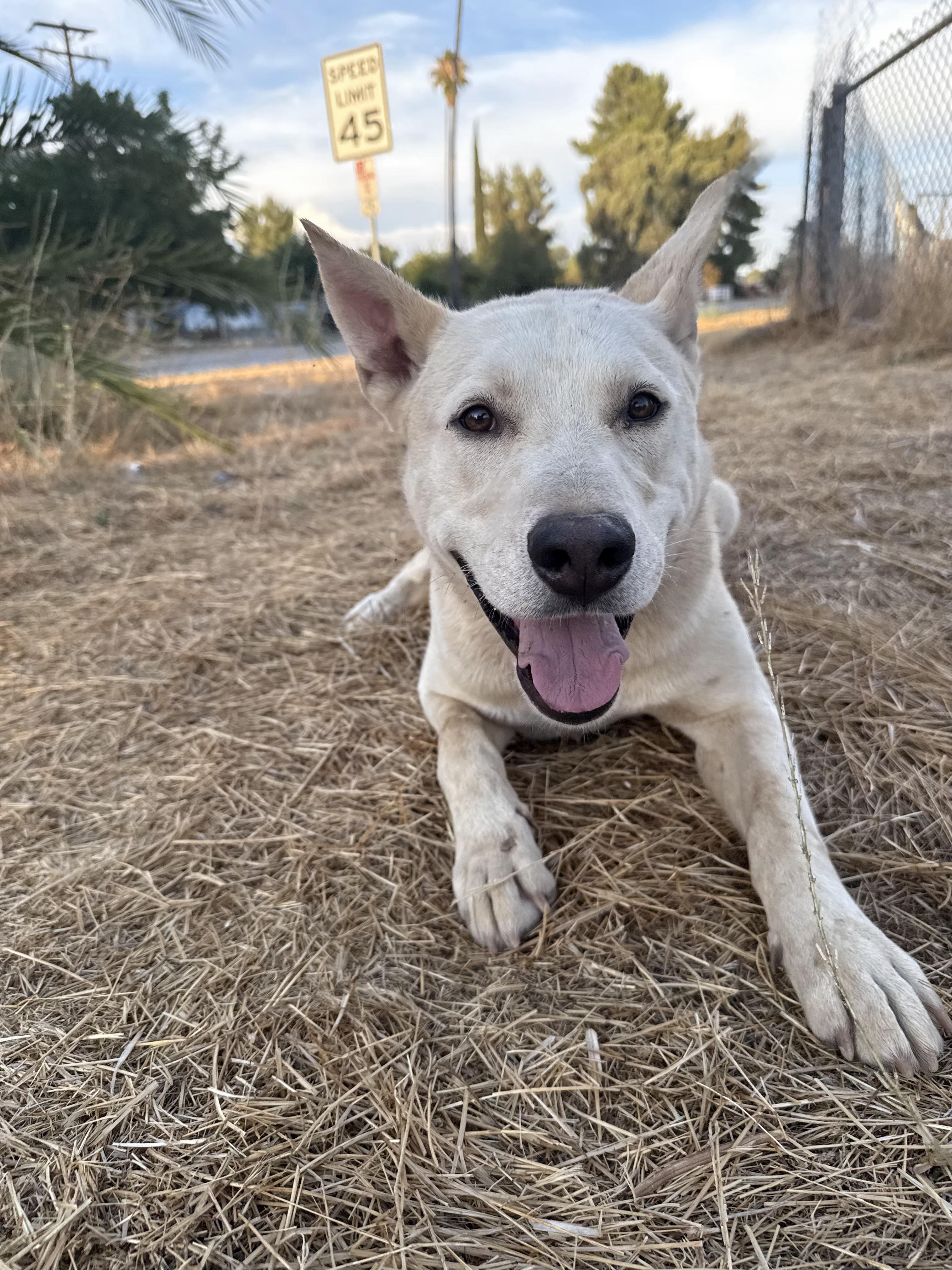 SKYLER, a Adoptable White German Shepherd in Portland , OR image 6/6