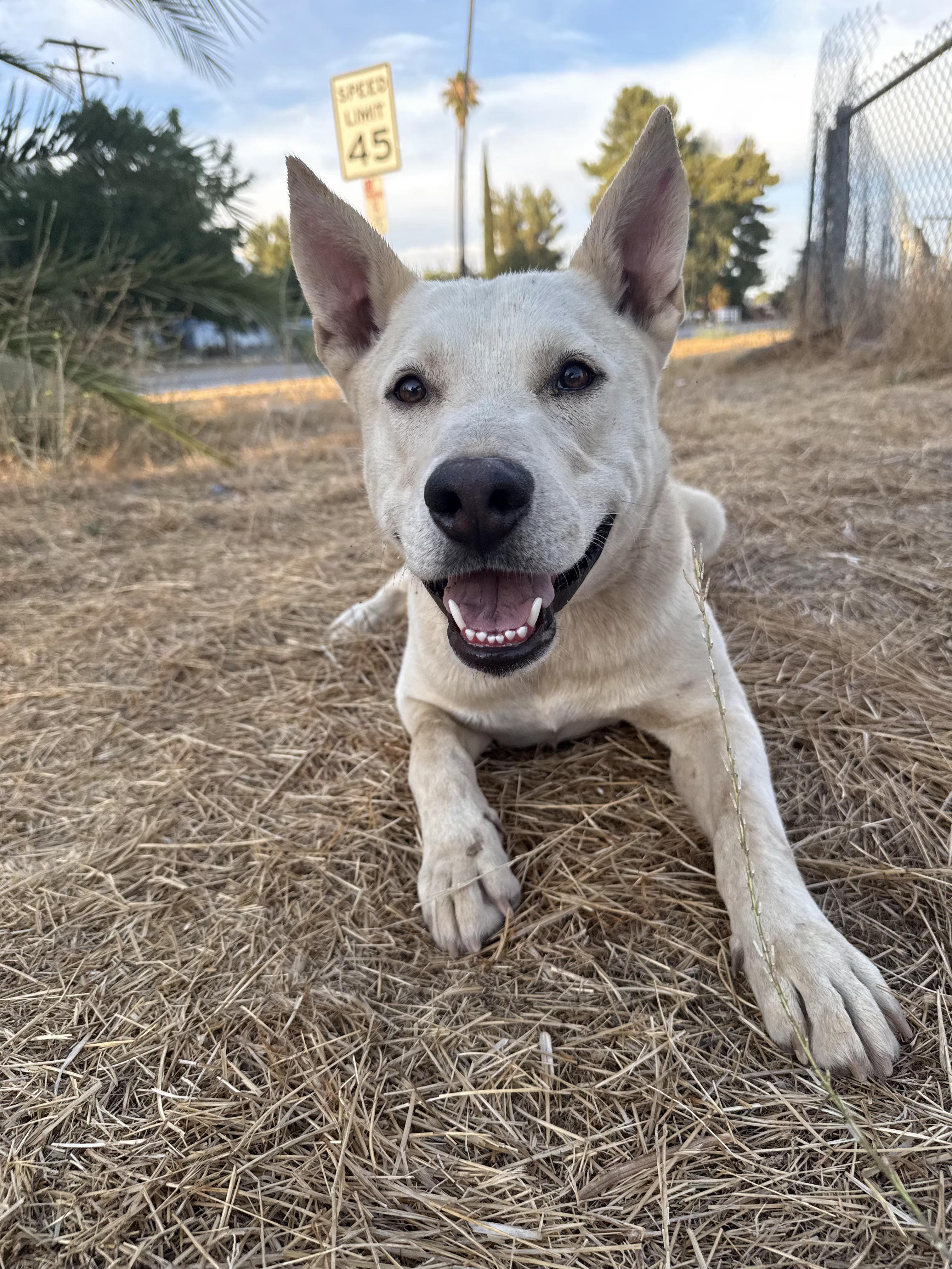 SKYLER, a Adoptable White German Shepherd in Portland , OR image 3/6