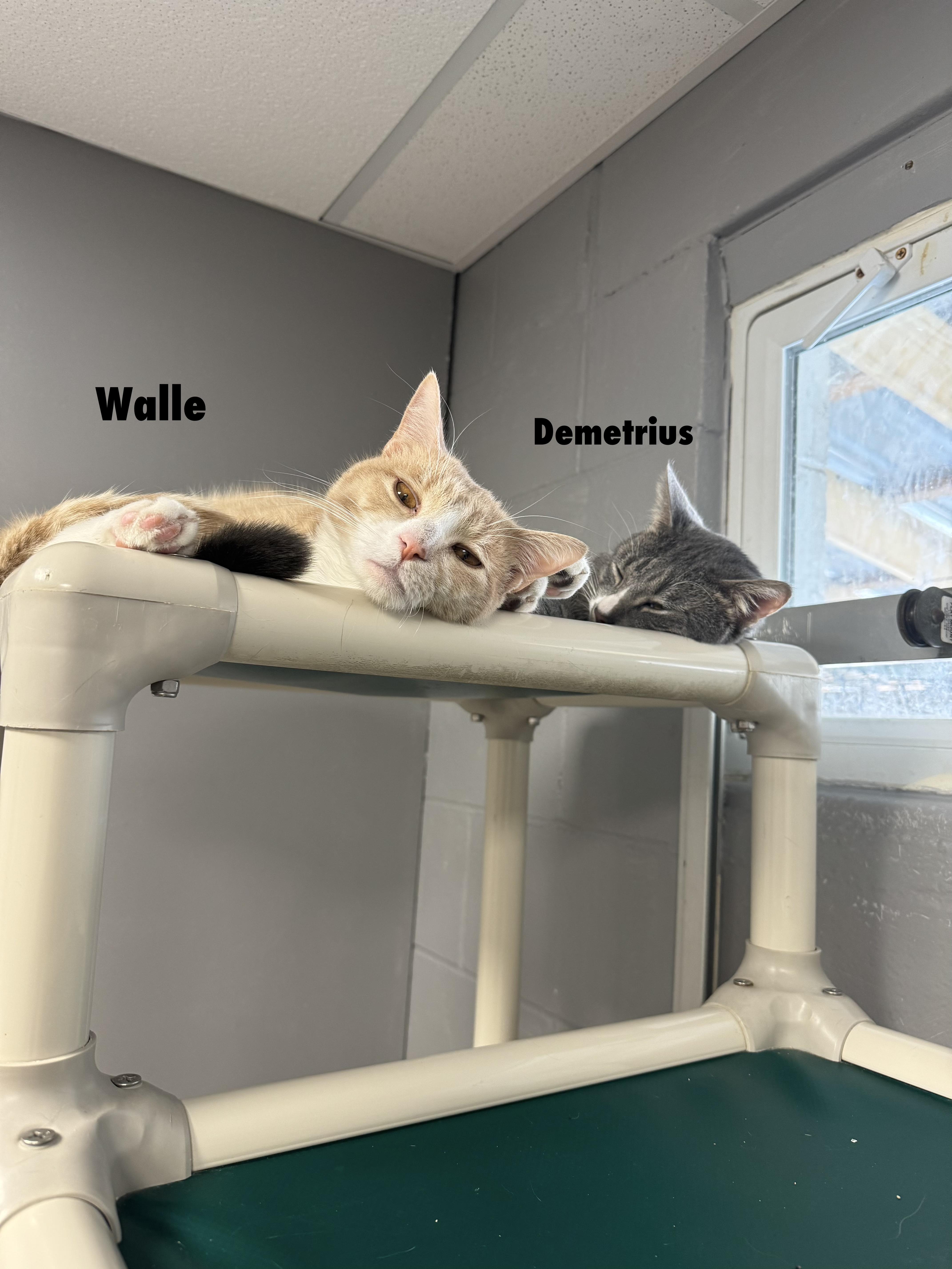 Enlarge Demetrius, a Adoptable Domestic Short Hair in Rock Hill, NY image 1/2