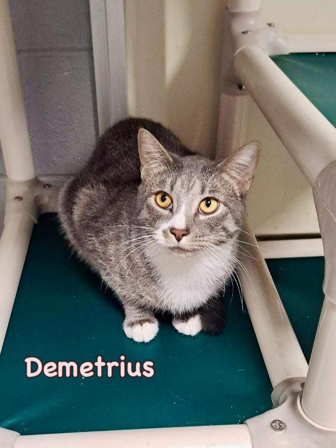 Enlarge Demetrius, a Adoptable Domestic Short Hair in Rock Hill, NY image 2/2