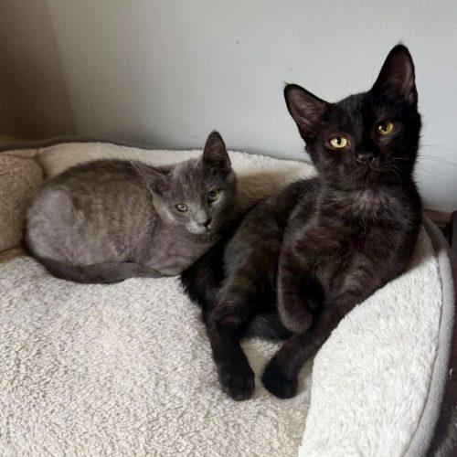 Enlarge Kitten Pair, a Adoptable Domestic Short Hair in Seven Valleys, PA image 2/5