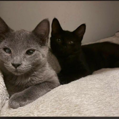 Enlarge Kitten Pair, a Adoptable Domestic Short Hair in Seven Valleys, PA image 3/5