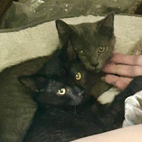 Enlarge Kitten Pair, a Adoptable Domestic Short Hair in Seven Valleys, PA image 4/5
