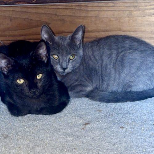 Enlarge Kitten Pair, a Adoptable Domestic Short Hair in Seven Valleys, PA image 5/5