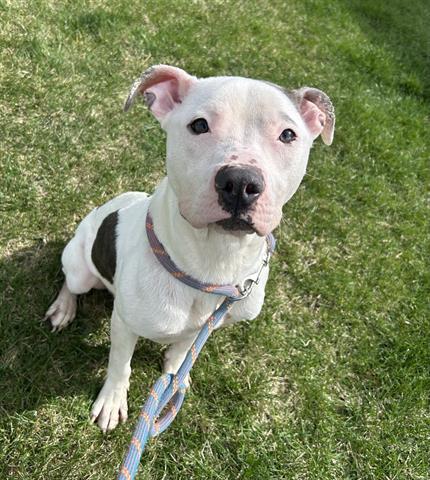 CONSTRUCTION WORKER STEVE, Adoptable, Young Male Pit Bull Terrier.