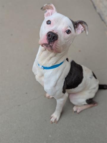 Enlarge CONSTRUCTION WORKER STEVE, a Adoptable Pit Bull Terrier in Dayton, OH image 1/1