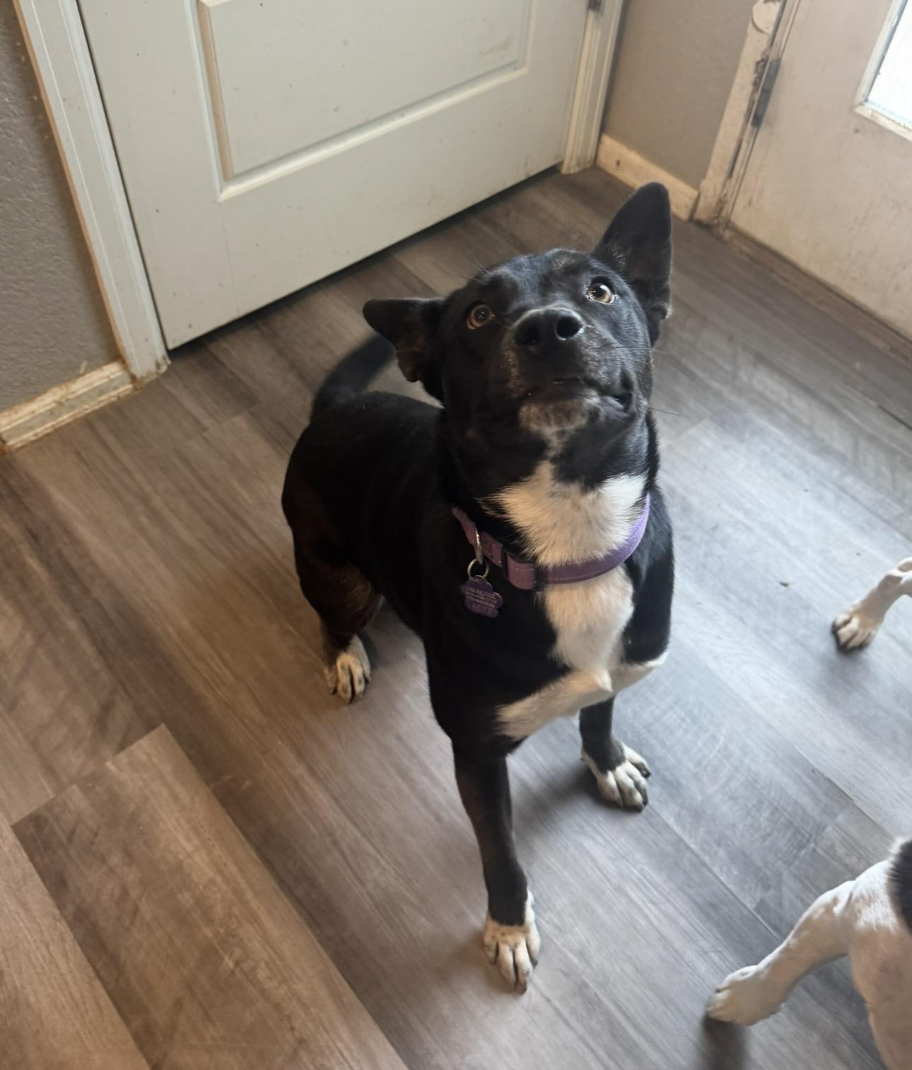 Enlarge Teresa, a Adoptable mixed breed in Breckenridge, CO image 6/6