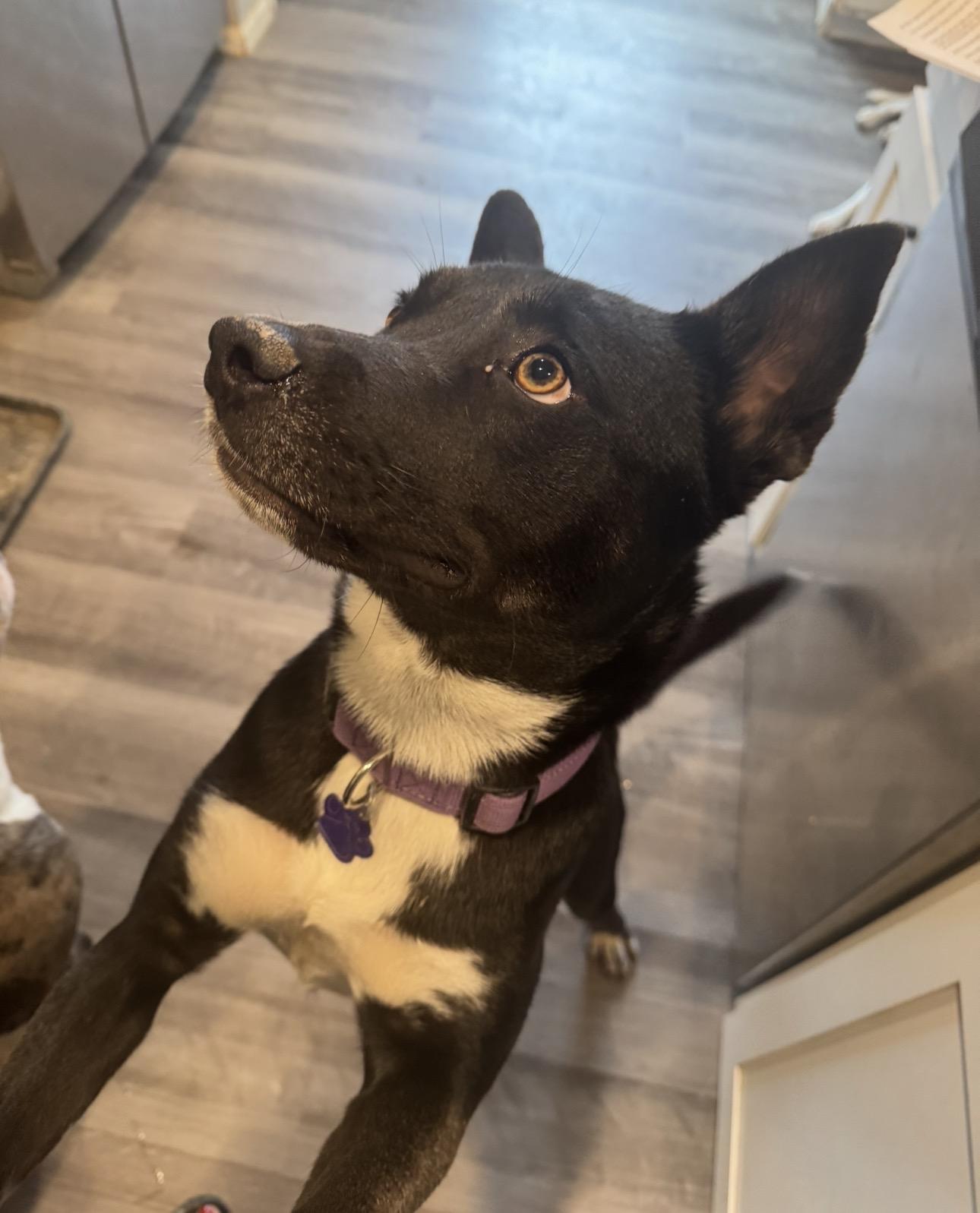 Teresa, Adoptable, Young Female Australian Kelpie & Border Collie.