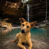 Copperas, a ADOPTABLE mixed breed in Winchester, KY image 2/5