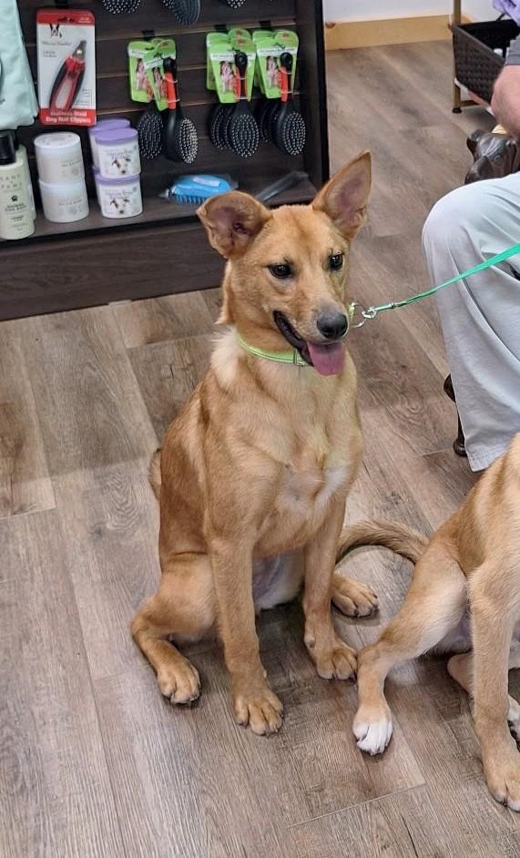 Copperas, a ADOPTABLE mixed breed in Winchester, KY image 3/5