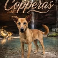 Copperas, a ADOPTABLE mixed breed in Winchester, KY image 1/5