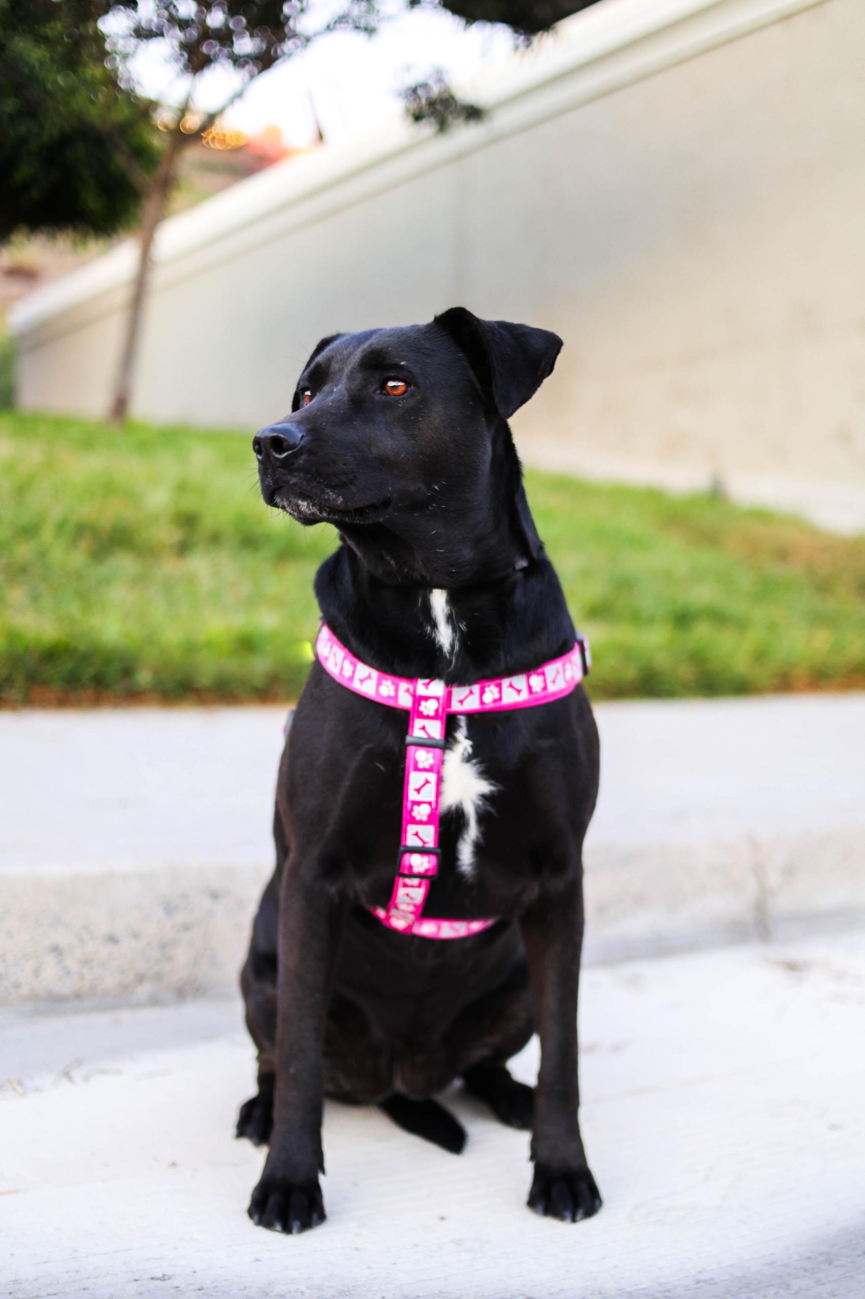 Kala, a Adoptable mixed breed in Tijuana, BCN image 3/6