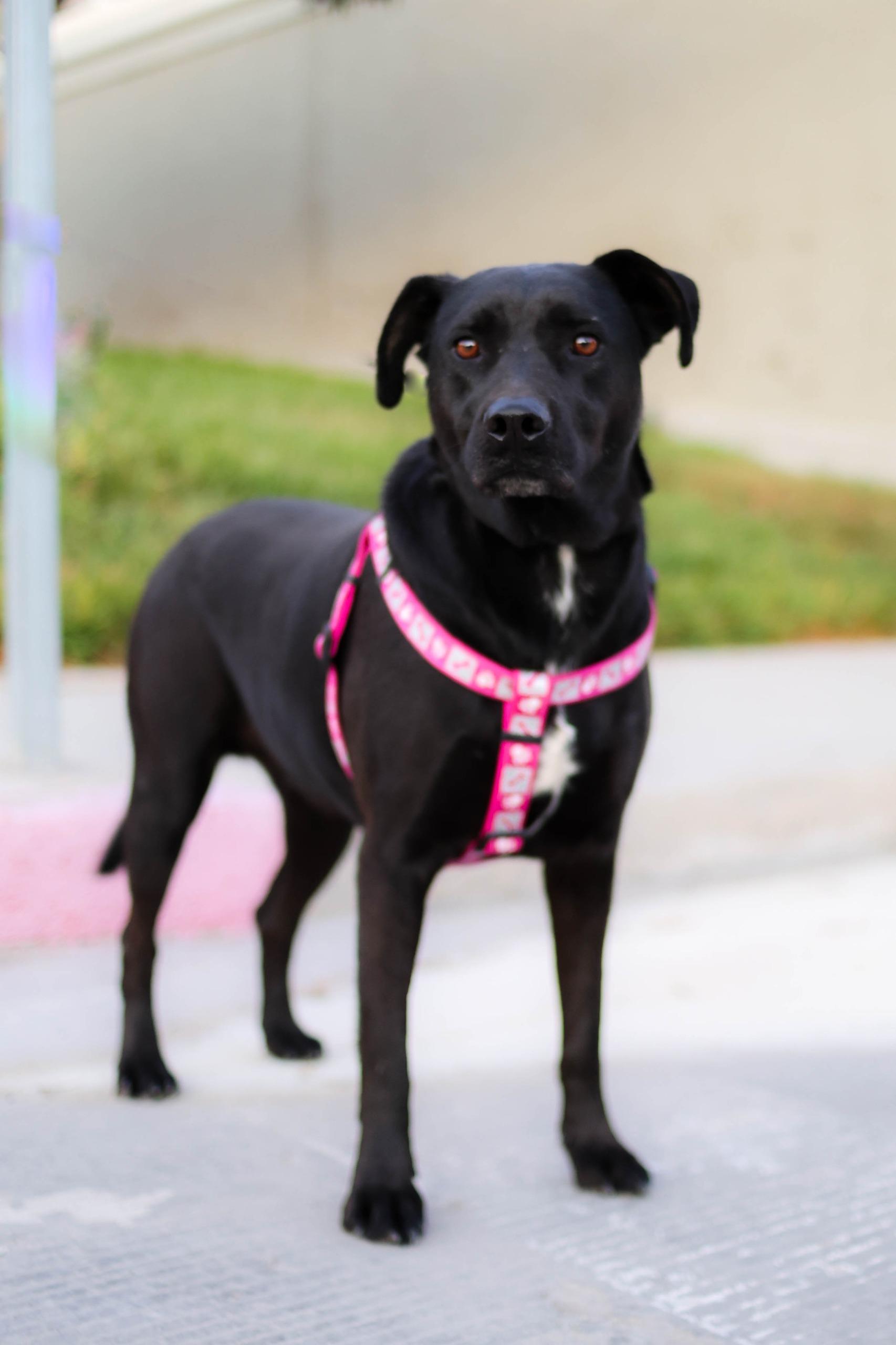 Kala, a Adoptable mixed breed in Tijuana, BCN image 4/6