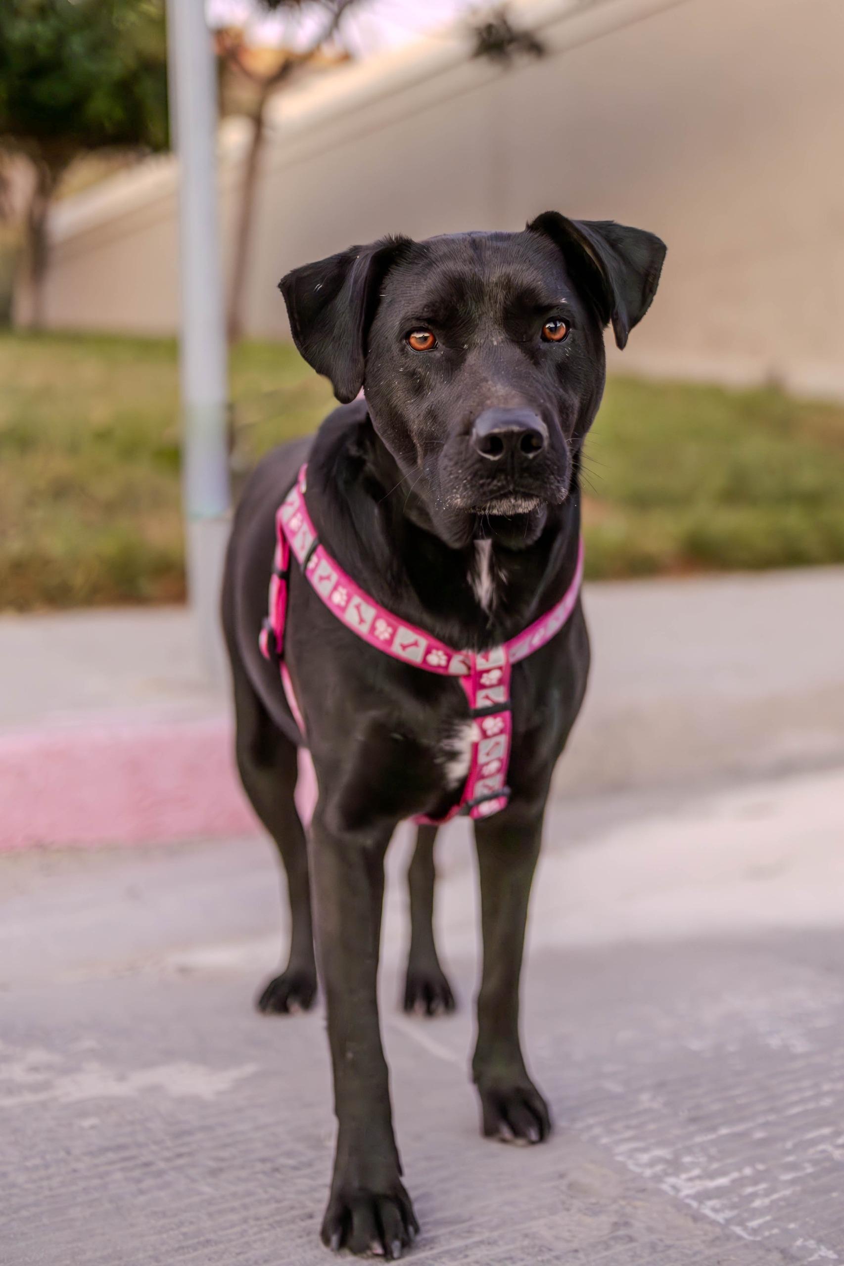 Kala, a Adoptable mixed breed in Tijuana, BCN image 2/6