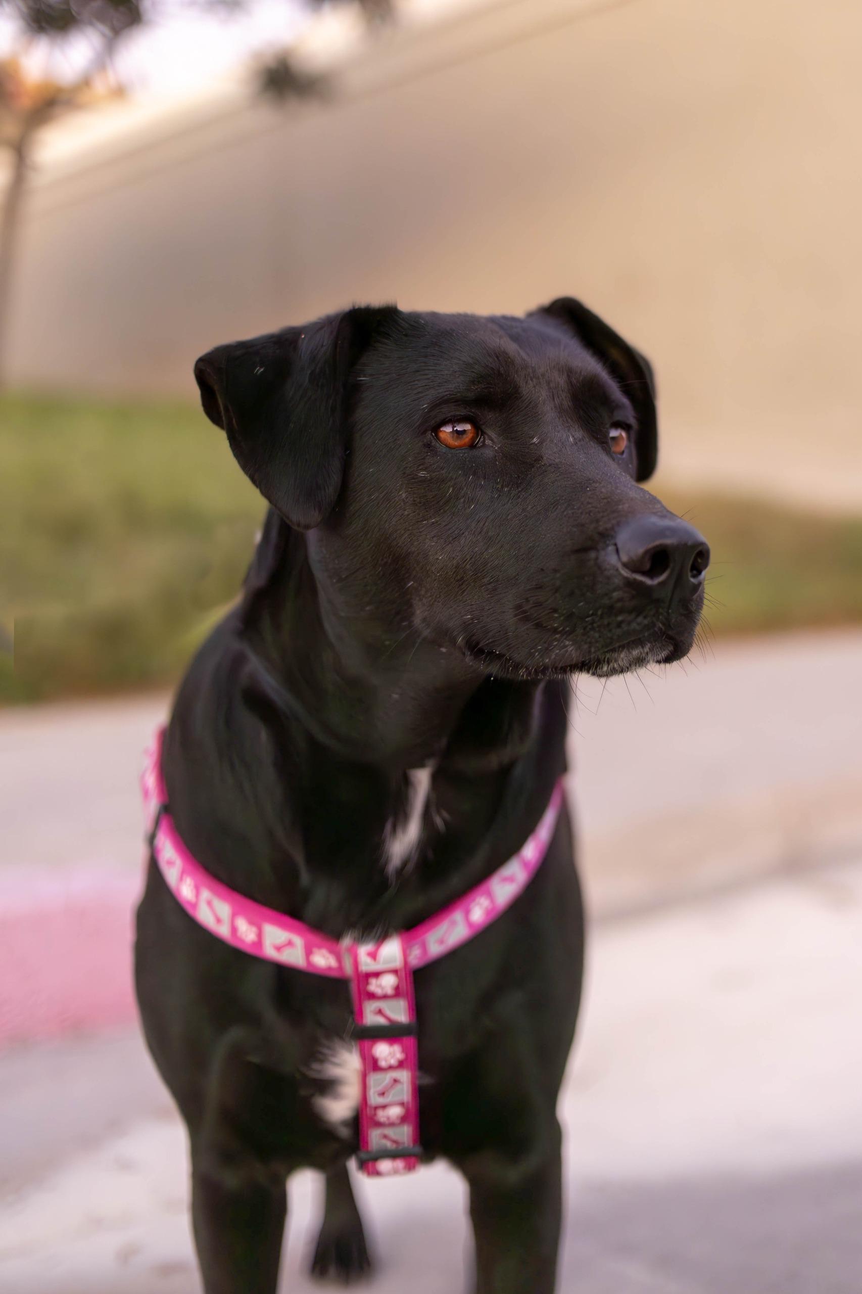 Kala, a Adoptable mixed breed in Tijuana, BCN image 5/6