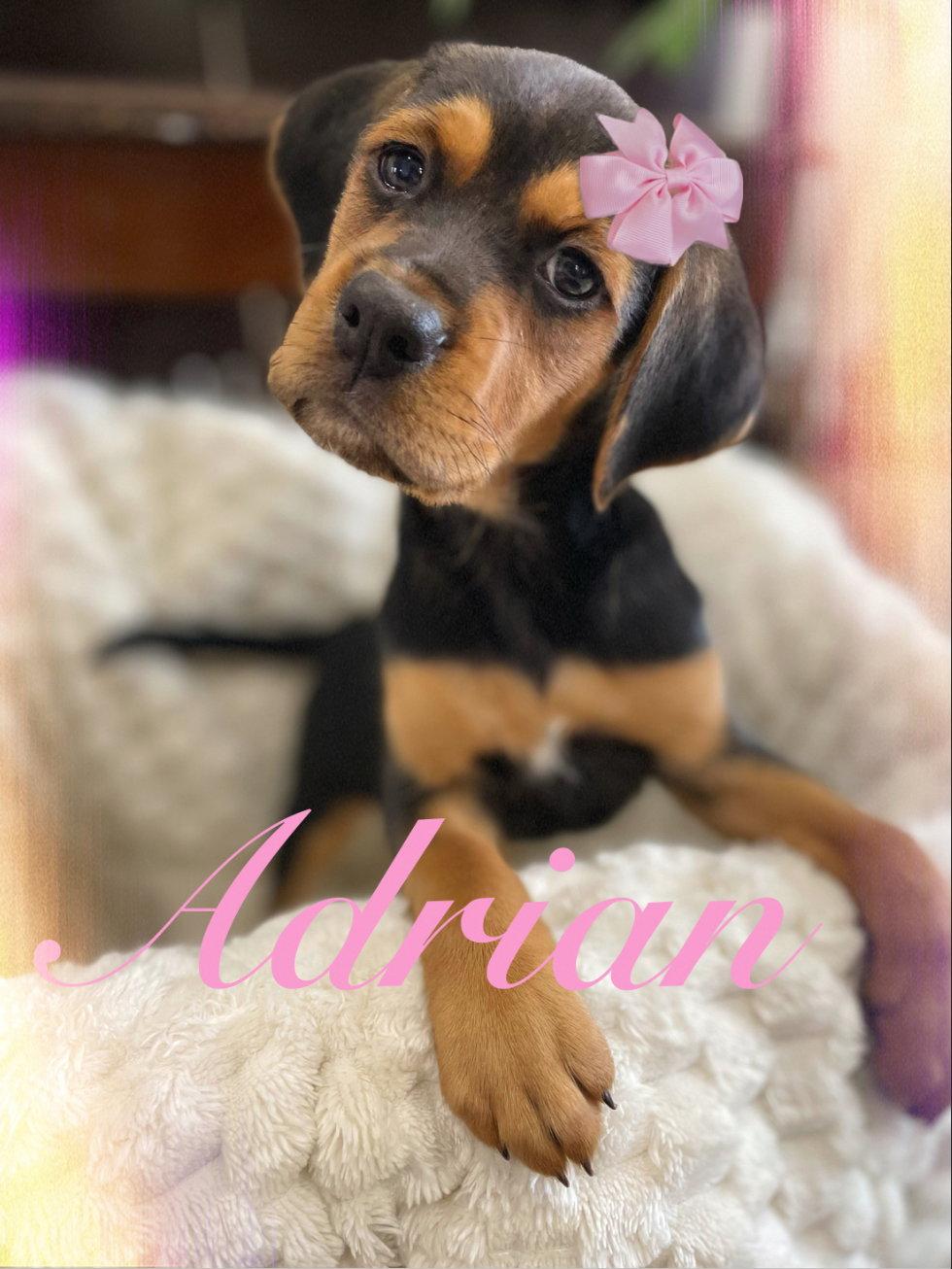 Adrian, Adopted, Puppy Female Beagle.