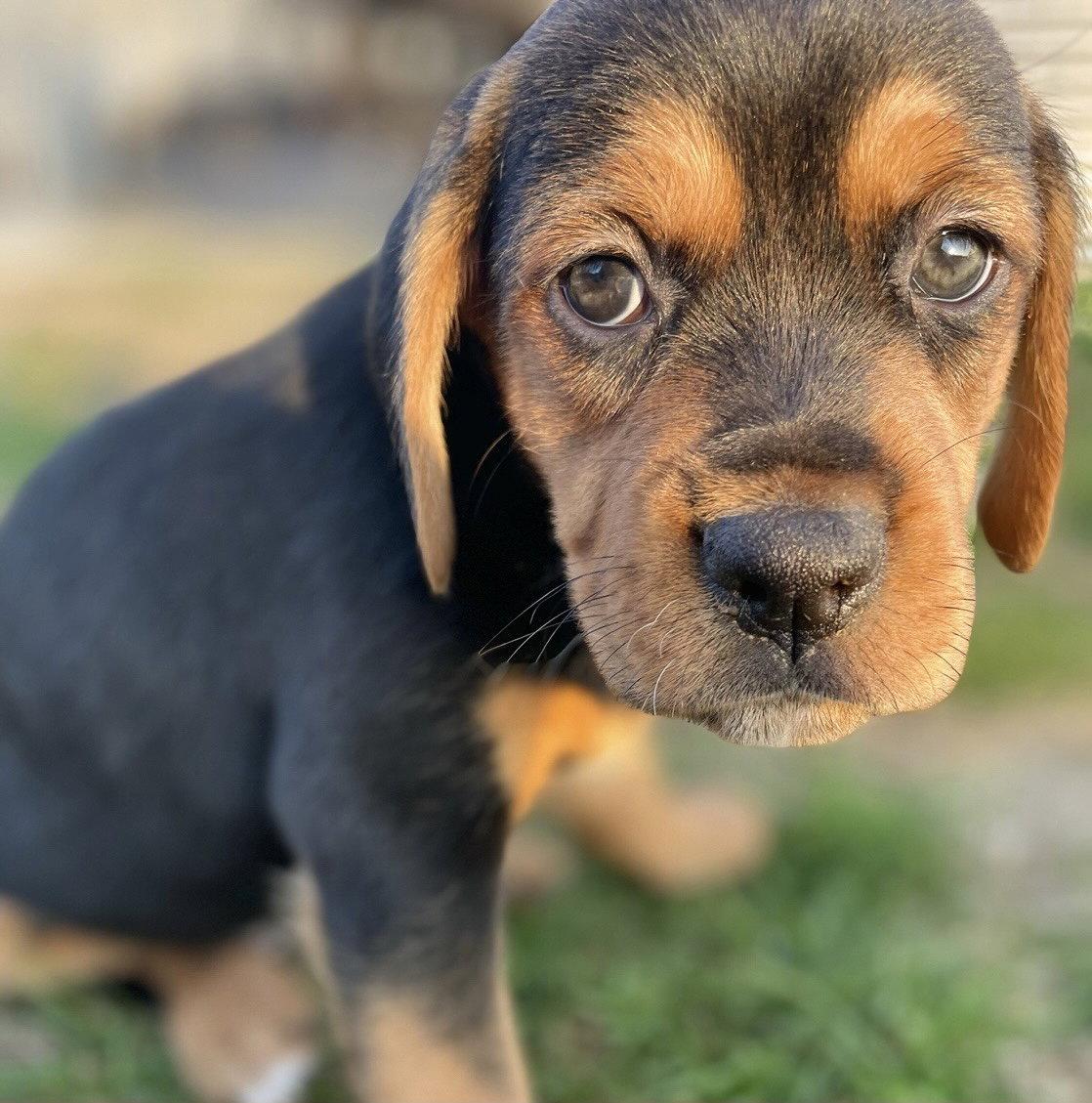 Enlarge Adrian, a Adopted Beagle in Barnhart, MO image 3/3