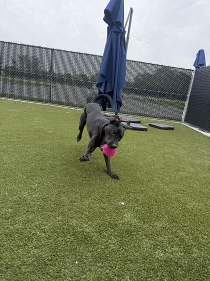 Daisy, a Adoptable mixed breed in Lafayette, IN image 1/3