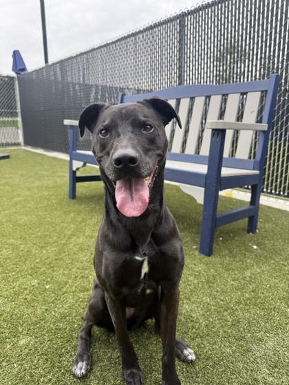 Daisy, a Adoptable mixed breed in Lafayette, IN image 2/3