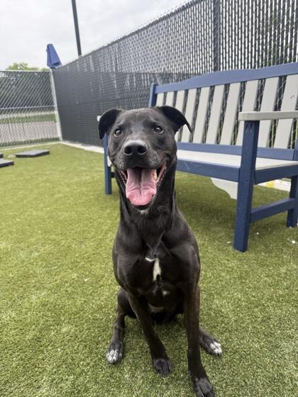 Daisy, a Adoptable mixed breed in Lafayette, IN image 3/3