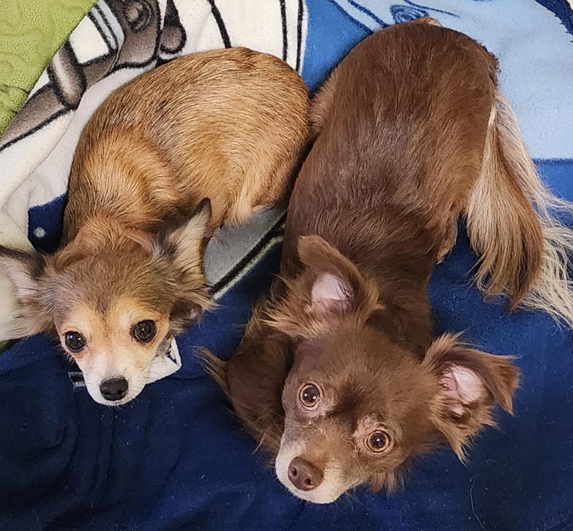 Chocolate & Carmel, Adoptable, Young Male Chihuahua.