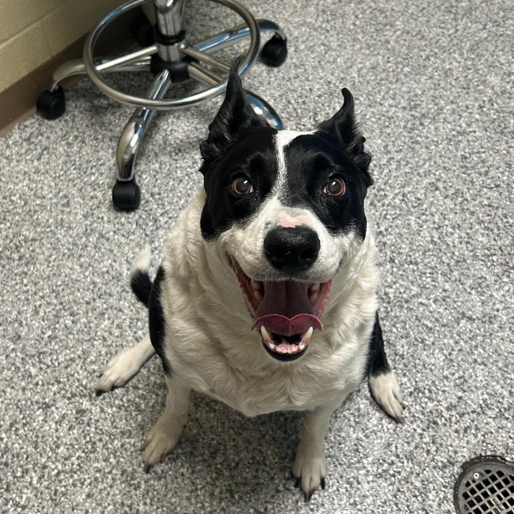 Astranova, Adoptable, Senior Female Mixed Breed.