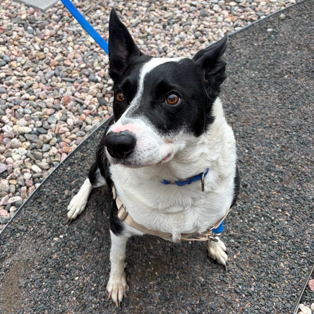 Enlarge Astranova, a Adoptable Mixed Breed in Cheyenne, WY image 2/5