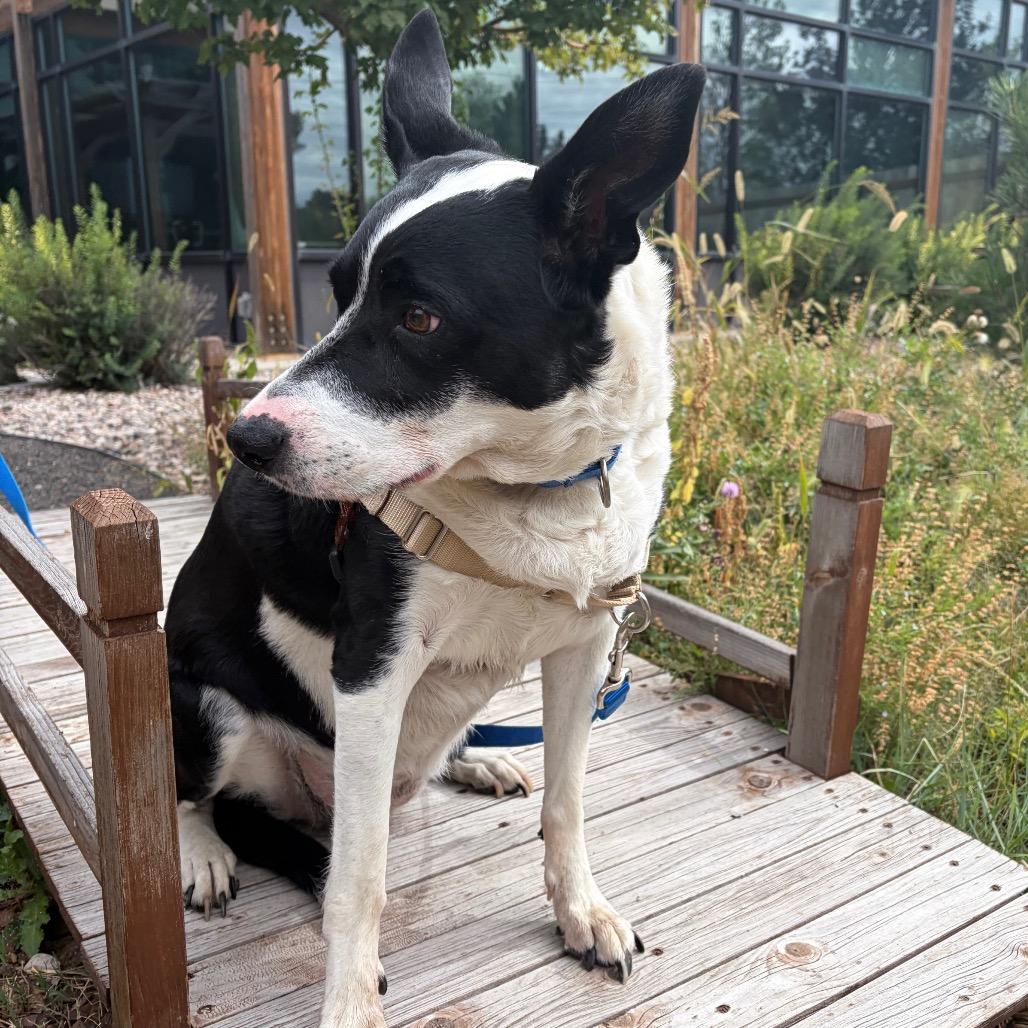 Enlarge Astranova, a Adoptable Mixed Breed in Cheyenne, WY image 3/5