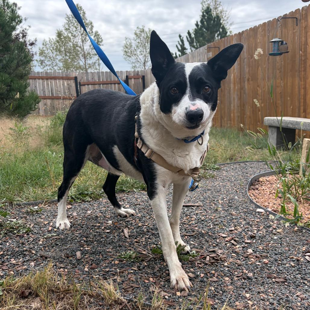 Enlarge Astranova, a Adoptable Mixed Breed in Cheyenne, WY image 4/5