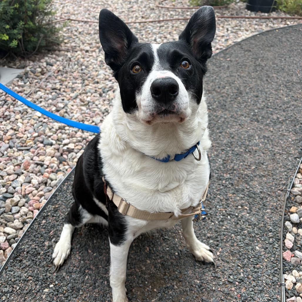 Enlarge Astranova, a Adoptable Mixed Breed in Cheyenne, WY image 5/5