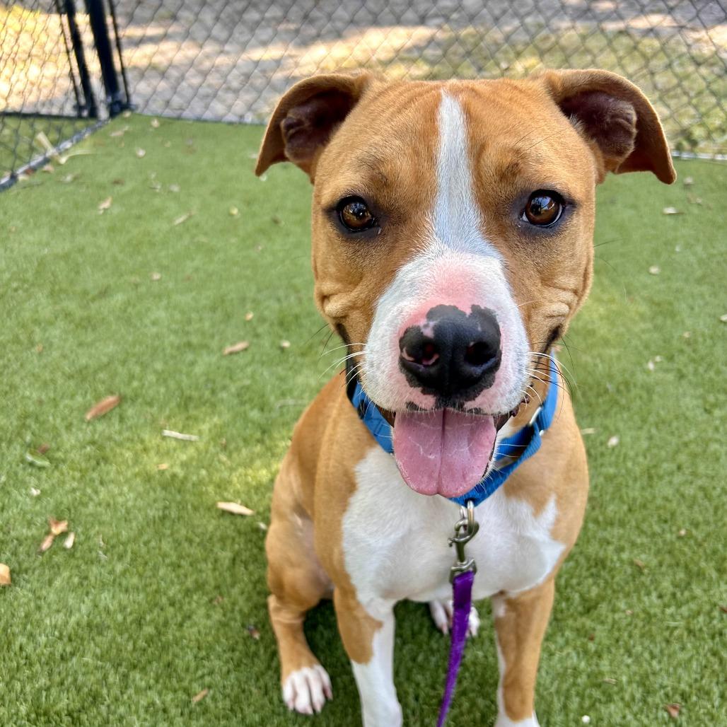 Buster, Adoptable, Adult Male Mixed Breed.