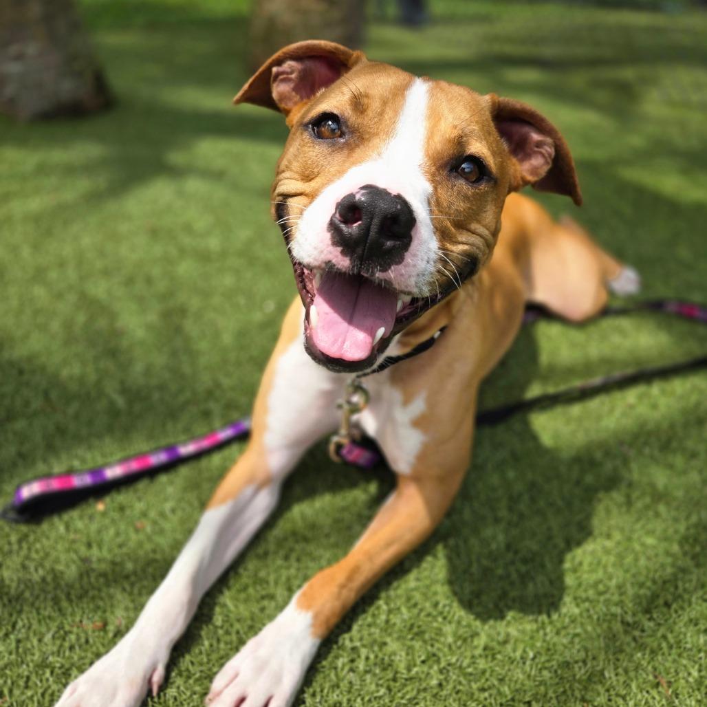 Buster, a Adoptable Mixed Breed in Sarasota, FL image 2/6