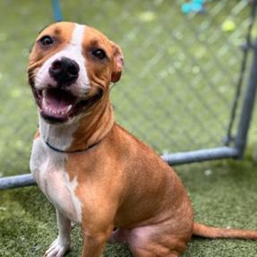 Enlarge Buster, a Adoptable Mixed Breed in Sarasota, FL image 2/6
