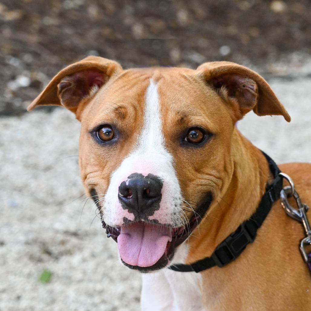 Enlarge Buster, a Adoptable Mixed Breed in Sarasota, FL image 3/6
