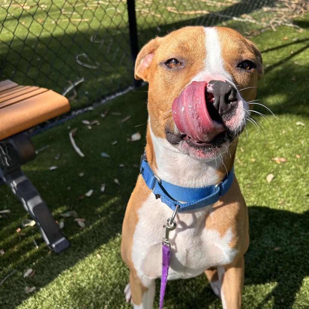 Enlarge Buster, a Adoptable Mixed Breed in Sarasota, FL image 4/6