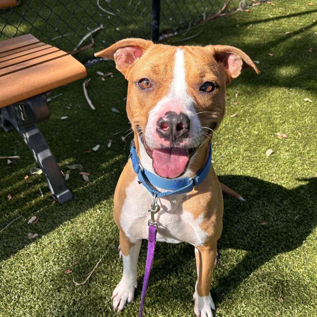 Enlarge Buster, a Adoptable Mixed Breed in Sarasota, FL image 5/6